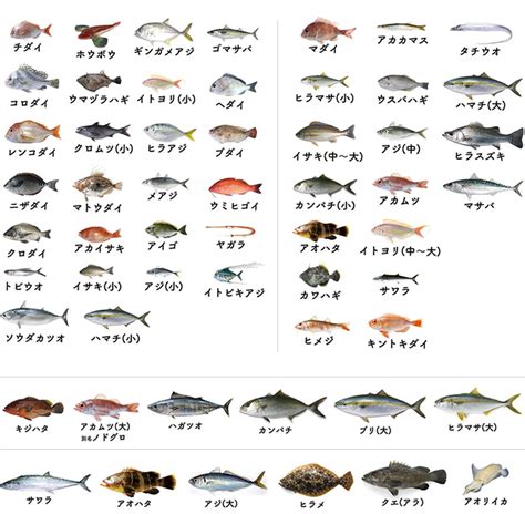 魚種類 liang 姓氏